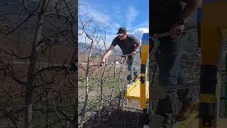 Pruning apple trees with N.Blosi Platform