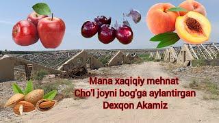 Mana xaqiqiy mexnat videoni oxirijacha ko'ring Otangga raxmat Bobo dexqon#agranomlimon