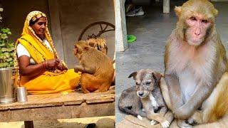 मम्मी केयर मंकी रानी ।।Monkey Rani care Dog beby ।। i love Animals