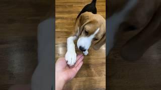 Такая вот охрана у нас  #смешныевидео #бигль #собакаулыбака #животные #мем #подпишись