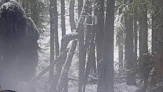 Haunting Footage Of Bigfoot Near Shelter In The Woods