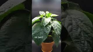 🪴how_grow_Tamatar#farming #short #smart agriculture gyan