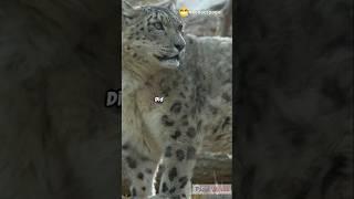 Snow leopard | unknown facts about animals #unknownanimals #marinemystery #animals #facts #animal