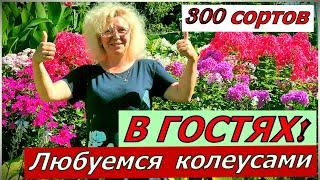 Все 300 сортов КОЛЕУСОВ она знает в лицо. В гостях у гостепримной Ольги