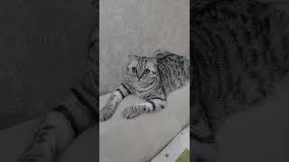 Melisa️#cat #shortvideo #catlover #shorts #юмор #котики