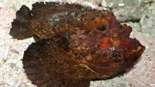 Stonefish Facts  Interesting Facts about Stonefish  Facts about Stonefish