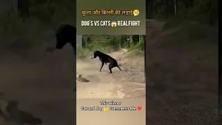 Why cats and dogs fightsll #comedyvideo#fight #shorts #cat#Dog#funnyAnimals