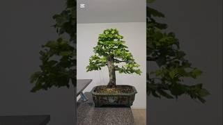Bush to Bonsai in half a year#bonsai #fyp #fy #timelapse #diy #garden #hornbeam #improve #time