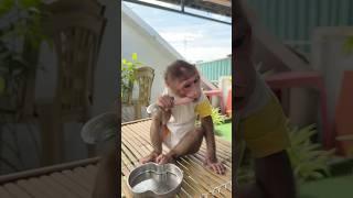 When Nana waited for dad too long #monkey #babymonkey #cutemonkey #monkeynana #cute