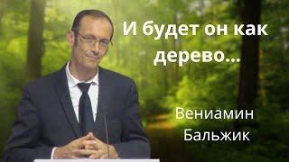 "И будет он как дерево..." Вениамин Бальжик Проповедь МСЦ ЕХБ