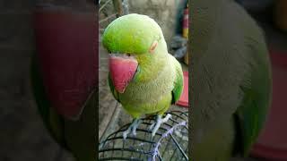 mithu sound  #talkingparrot #bird #viral #parrotsounds #mithu #greenparrot