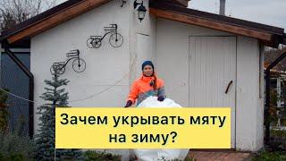 Мята | Как и зачем укрывать на зиму