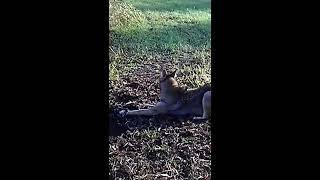 Coyote Obey’s Comand ! No Pain ‍️#Coyote Trapping #Duke Traps