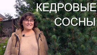 Кедровые сосны