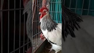 Light Sussex heritage breeder | Animal & Birds Symbol Of Life | Fancy Poultry |