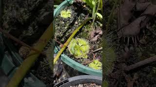 Caterpillar is too strong for Drosera Burmanii #carnivorousplant #garden #nature