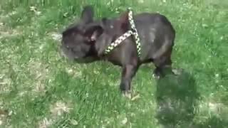 Пукает и Пугается. Смешной пес. Французский бульдог. French bulldogs