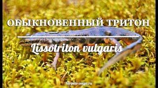 Как отличить самца от самки обыкновенного тритона (Lissotriton vulgaris)?