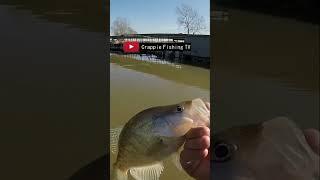 Burp your Crappie
