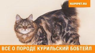 КУРИЛЬСКИЙ БОБТЕЙЛ ВСЕ О ПОРОДЕ. ИНТЕРЕСНЫЕ ФАКТЫ