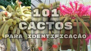 101 ESPÉCIES DE CACTOS PARA IDENTIFICAÇÃO