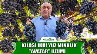 Kilosi ikki yuz minglik “Avatar” uzumi: Vodiy1.uz oltiariqlik bog‘bon xonadonida