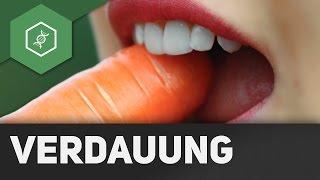 Die Verdauung des Menschen