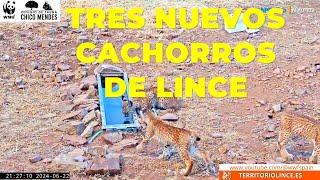 TRES nuevos CACHORROS de LINCE IBÉRICO. 22 de junio del 2024. #linceiberico #apbvigo