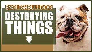 How To Stop Your ENGLISH BULLDOG Destroying Things