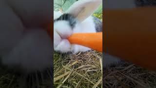 Hungry rabbit 