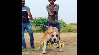 Indian Mestiff Bully Kutta  Tyson S/O Lucky 