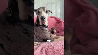 The largest dog in the world#animals #funny #funnyanimal #greatdane