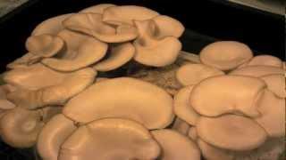 Mushrooms Time Lapse - Oyster Mushroom Time Lapse video