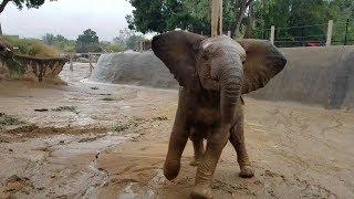 Happy Elephant Herd Playing in the Rain