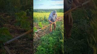 How to Scythe by Hand — Traditional Grass Cutting in Action | Mowing Without a Machine