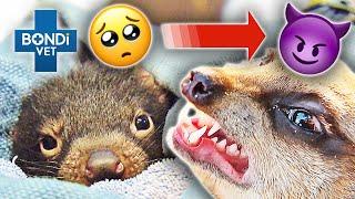 Cute but Deadly! Don't be Fooled   | Bondi Vet Compilation | Bondi Vet