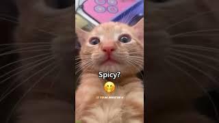  Funny Cats | Hilarious Cat Moments Compilation | Try Not to Laugh Challenge!  EP 184