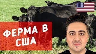 Моя американская мечта. Ферма Creekstone Farms