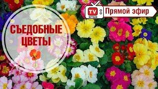 Интересные факты о цветах  Съедобные цветы  Прямой эфир  Купон на скидку