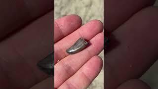 Shiny fossilized raptor tooth!