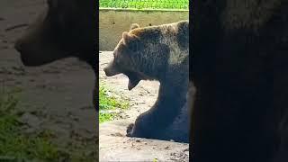 Мансур  Устааал Bear Mansur moments.