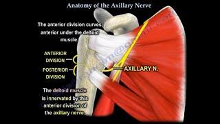 Axillary Nerve Injury After Shoulder Dislocation: Diagnosis and Management