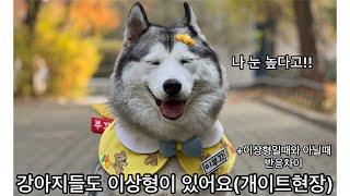 강아지들도 이상형이 있어요 (이상형일때와 아닐때 반응차이)