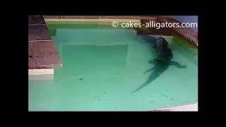 Chinese Alligators (Alligator Sinensis) Breeding | CAKES Alligators