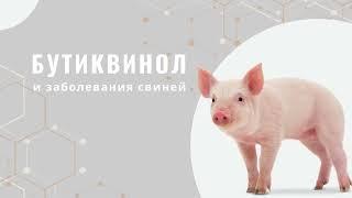 Бутиквинол в промышленном свиноводстве