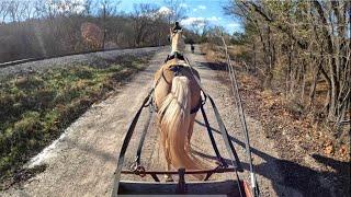 Learning To Pull A Wagon - Not All Horses Can Do This!