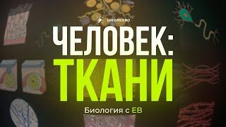 Анатомия человека: ткани. Всё для ЕГЭ и ОГЭ по биологии