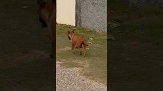 Jamaica dog strolling