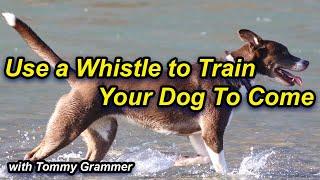 Train your dog to come with a whistle