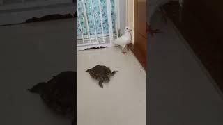 Our Turtle meet the white Dove inside our house!